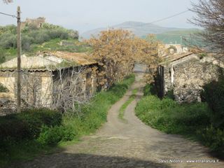 Carcaci